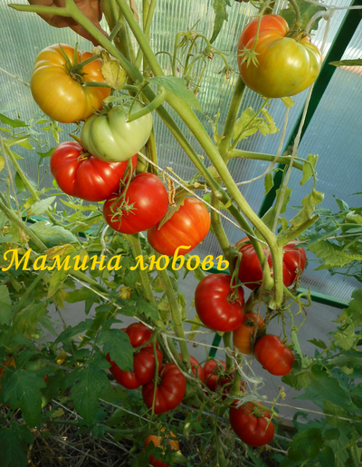 Томат Мамина любовь