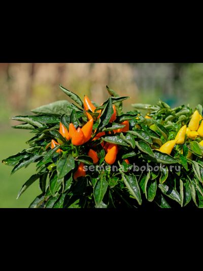 Перец острый Сальса Оранжевая (Salsa Orange), 10 шт