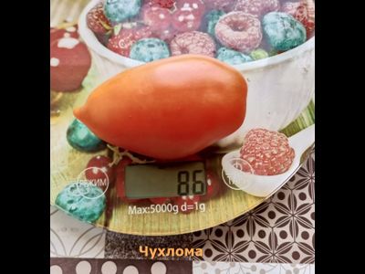 Томат Чухлома