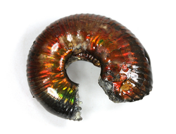 Аммолит, коллекционный образец, Канада (31*26*11 мм, 8 г) №36285