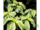 Sanchezia speciosa variegated / санхеция вариегатная