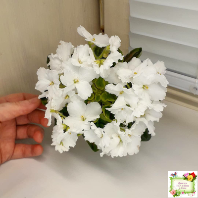 OS-Джунгарик (С.Осипова) (клакамас с кроновой пестролистностью)