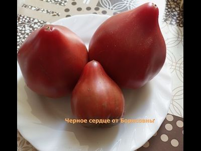Томат Черное сердце с носиком от Борисовны (усл)