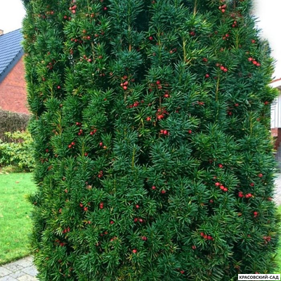 Тис Ягодный - Baccata