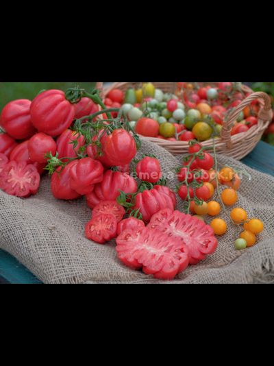 Томат Gezante Tomato Buhrer-Keel (Зубчатый Помидор), 10 шт