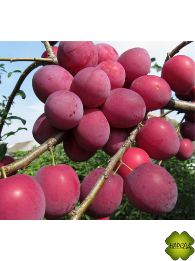 АЛЫЧА. СЛИВА РУССКАЯ "КУБАНСКАЯ КОМЕТА" (сладкая, урожайная) 1,8 м