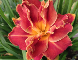 ЛИЛЕЙНИКИ \HEMEROCALLIS\ - Товар