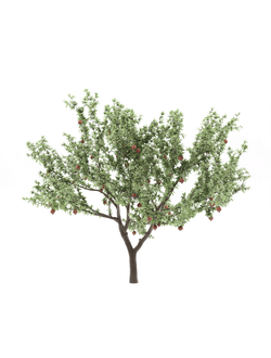 плодовые Гранат обыкновенный 1