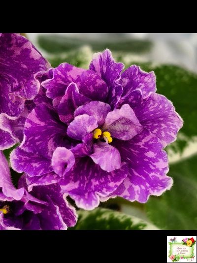 SV-Космические Ежи (С. Суворова) 2021 г.