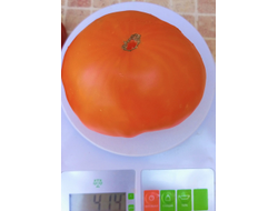 Томат Большой  желтый  амишей (Large Yellow Amish)