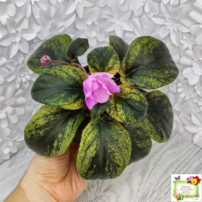 Pink Tulip Gold (японская селекция)