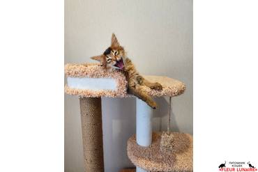 Выпускница Фокси (Neva Fleur Lunaire), 2022 г.