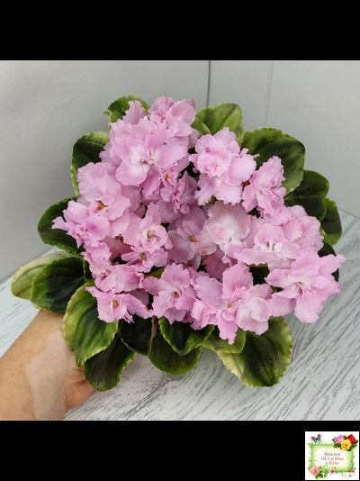 РС-Утренний Пляж (С. Репкина) 2020 г. (клакамас с кроновой пестролистностью)