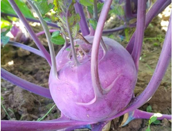 Капуста кольраби Укза