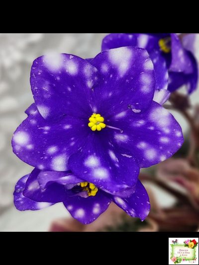 Rivermist Heavenly (J. Baker) (10985) NEW 05/21/2018