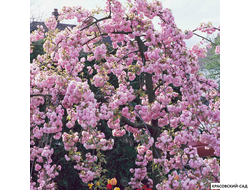 Вишня Кику-Шидаре - Kiku-Shidare