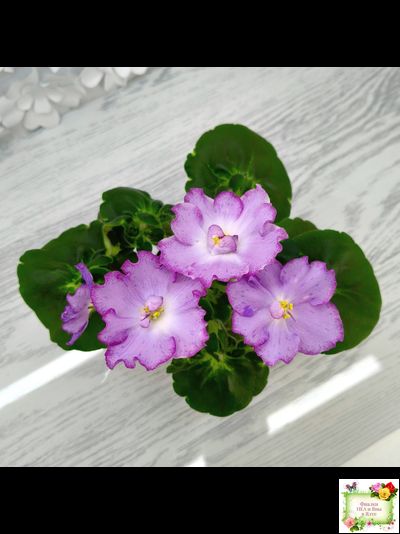 АВ-Девочка с Севера (Фиалковод) 2021 г. (лист посажен 04.09.25)