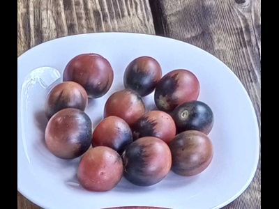 Томат Шоколадный подарок