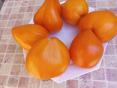 Томат Желтый клюв