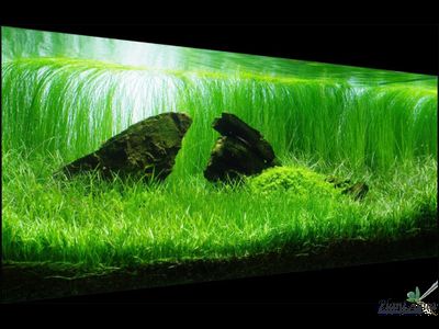 Лилеопсис бразильский