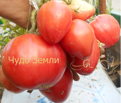 Томат Чудо Земли (украинское)