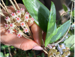 Hoya Parasitica ‘Northabli’