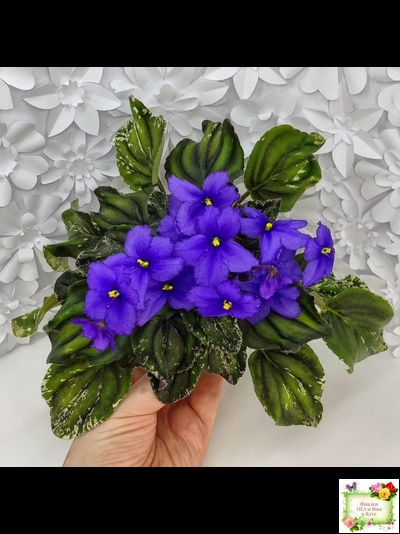 LV-БИГ (Л. Шевелева) 2024 г. трейлер (пасынок сорт посажен 15.08.25)