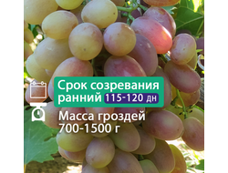 Аполлинария