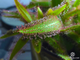 Drosera Adelae