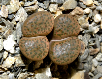 Lithops fulviceps (syn.lydiae) - 10 семян