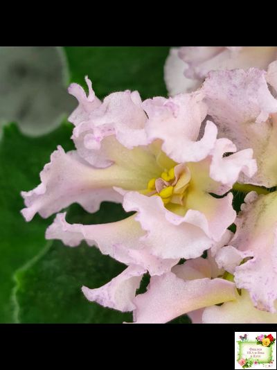 РМ-Солнечное Конфетти (Н. Скорнякова) 2022 г.