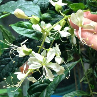 Clerodendrum Wallichiana Variegated / Клеродендрум Фата невесты вариегатный