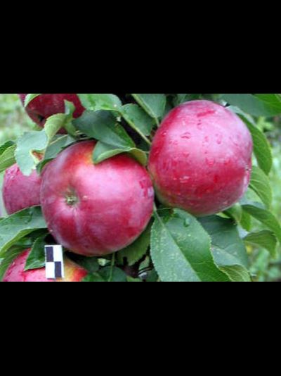 Поэзия (яблоня)