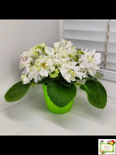 DS-Прекрасное Далеко (Dimetris) 2021 г.