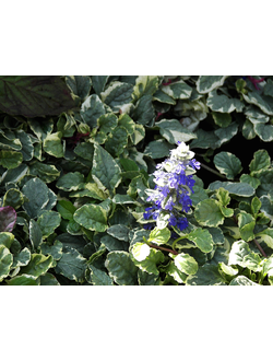 Живучка ползучая Вариегата