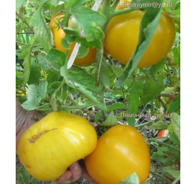 Томат Гигант лимонный