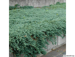 Можжевельник Айс Блю - Icee Blue