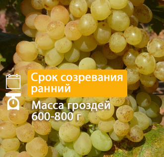 Кишмиш Цитронный