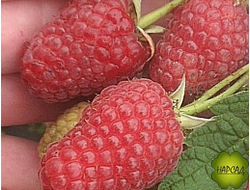 Малина ЖАР ПТИЦА (ремонтантная, нежная, кисло-сладкая, слабо-шипованная) саженец 1 год