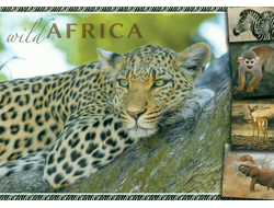 Дикая Африка. Леопард