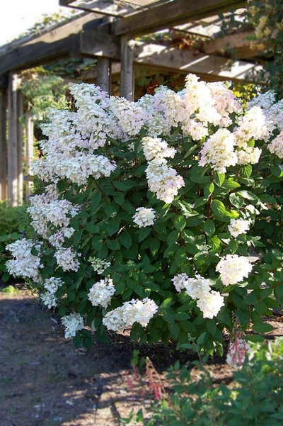 Гортензия метельчатая Unique