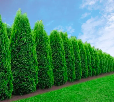 туя западная Смарагд  Р9