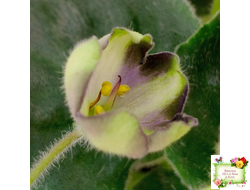 7 Белок (Калгины) химера (стартер сорт)