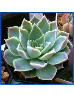 Echeveria halbingeri v. sanchez-mejoradae, Ahualulco