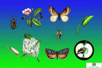 Сельскохозяйственная энтомология , слайд-комплект (20 слайдов)