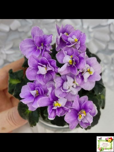 Fay's Madeleine (F. Wagman) 12/22/2008 (гёрл-лист)