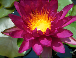 Нимфея РАТИ