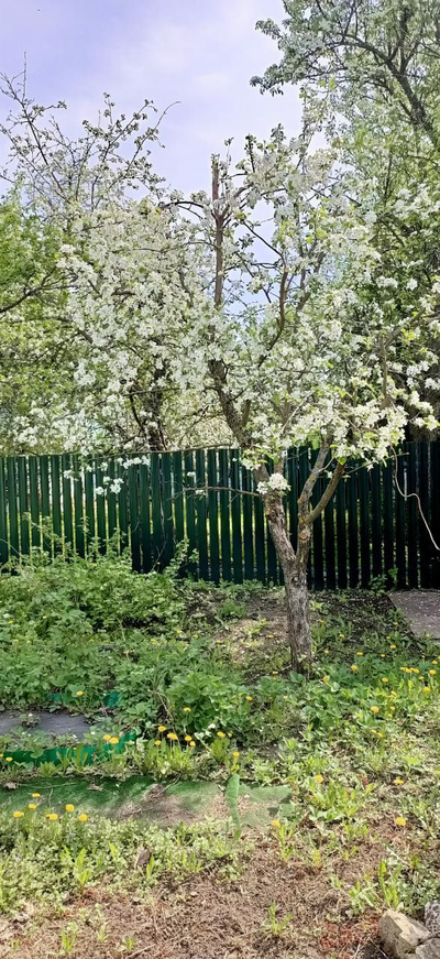 Обрезка плодовых деревьев