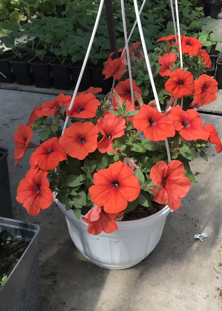 Петуния серии Sweetunia цвет Orange flash