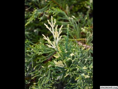 Можжевельник Уайт Сплеш - White Splash